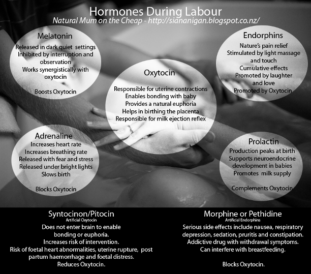 Hormones Infographic